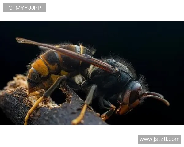 黄蜂生物特性与生态环境的研究：多样性、习性与生态角色分析